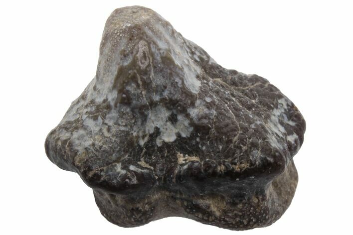 Fossil Crusher Shark (Ptychodus) Tooth - Kansas #218602